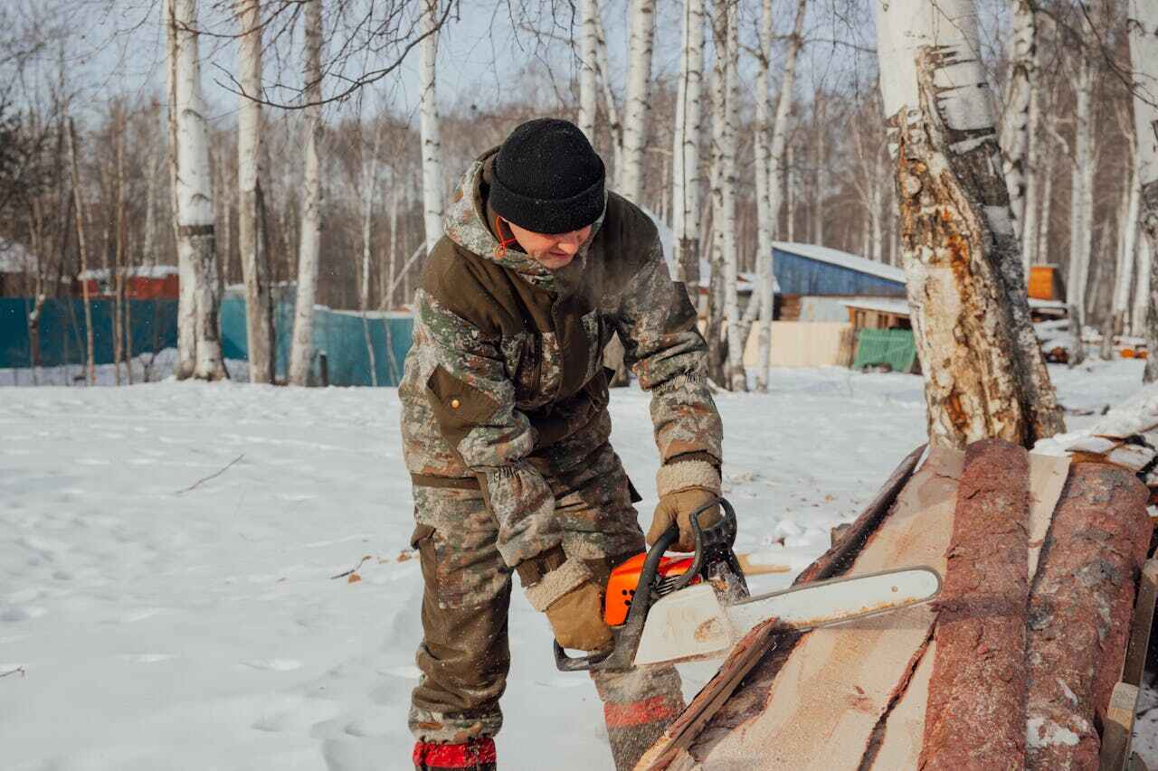 Palm Tree Trimming